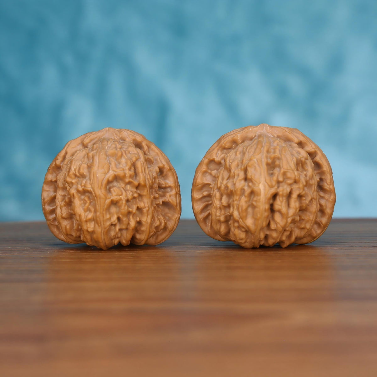 Pair of wenwan walnuts with deeply wrinkled brain-like surface and wide flat form, front view on wooden surface with blue background
