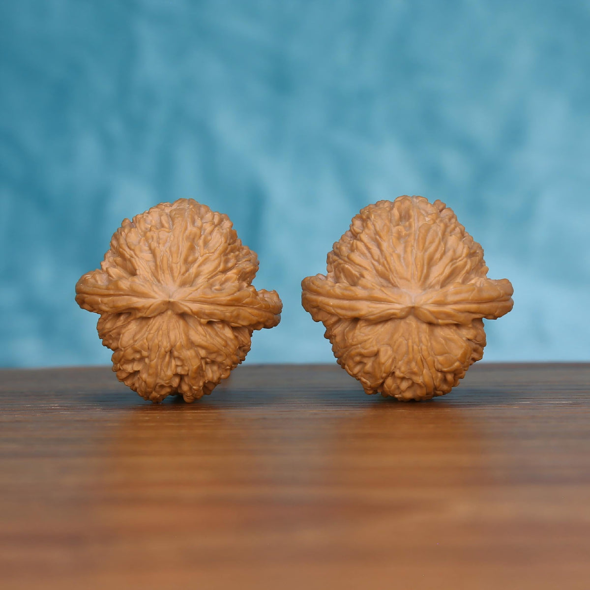 Pair of wenwan walnuts showing flower-shaped top with dense radiating petal ridges and ruffled edge, top view on wooden surface with blue background

