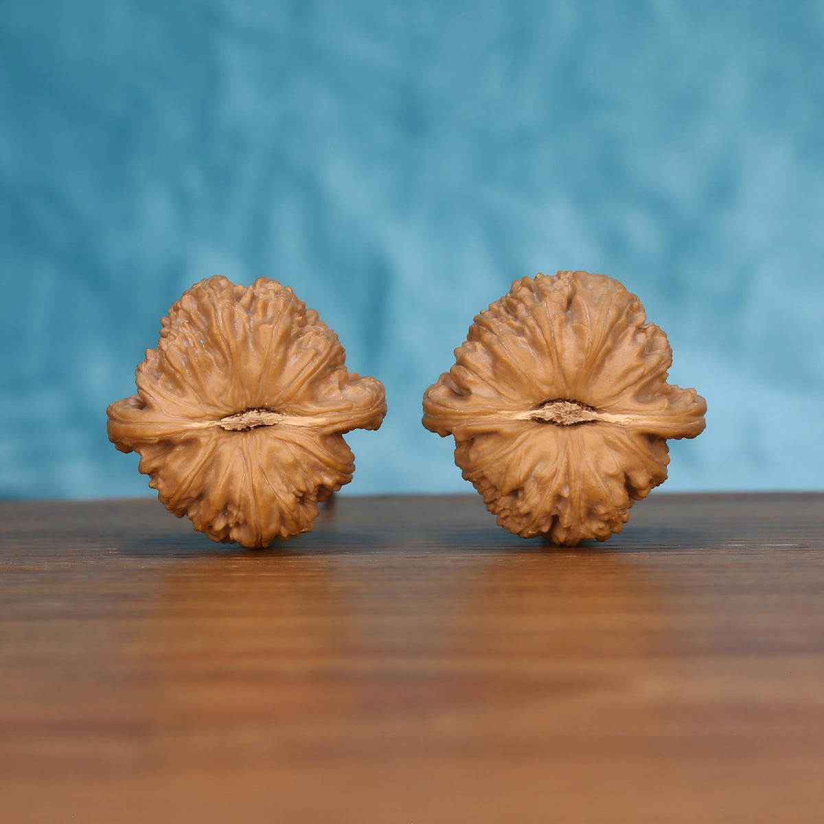Pair of wenwan walnuts showing large flat flower-shaped top with layered petal ridges and open center seam, top view on wooden surface with blue background
