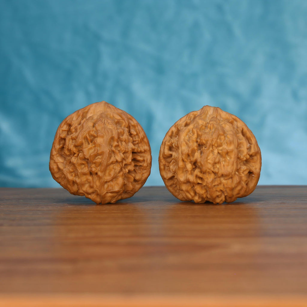 Pair of wenwan walnuts showing flat rounded bottom with dense wrinkled texture, bottom view on wooden surface with blue background
