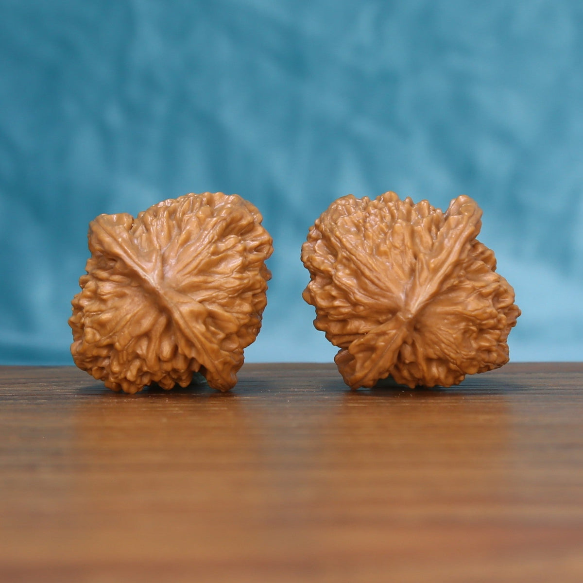 Back view of two Qinhuangdao Yuanbao Wenwan walnuts showing distinct natural shell patterns
