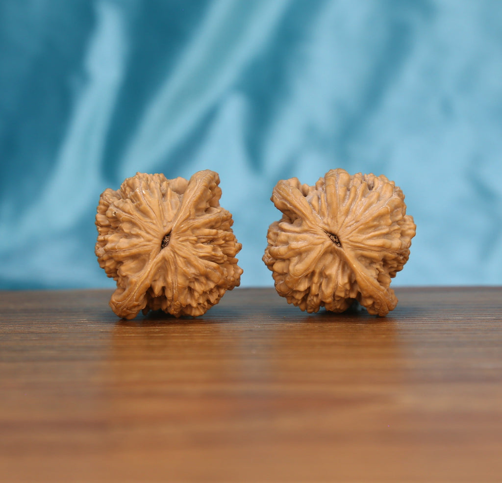 W3595 Mai-Sui Hu-Tou walnut botanical artifacts by mistbodhi – 100% raw canvas for jade-like patina
