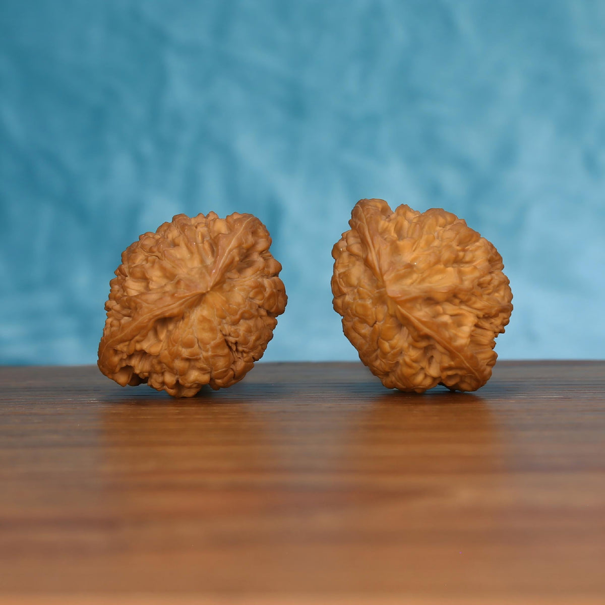 Pair of wenwan walnuts showing flower-shaped top with bold radiating petal ridges and ruffled bumpy edge, top view on wooden surface with blue background

