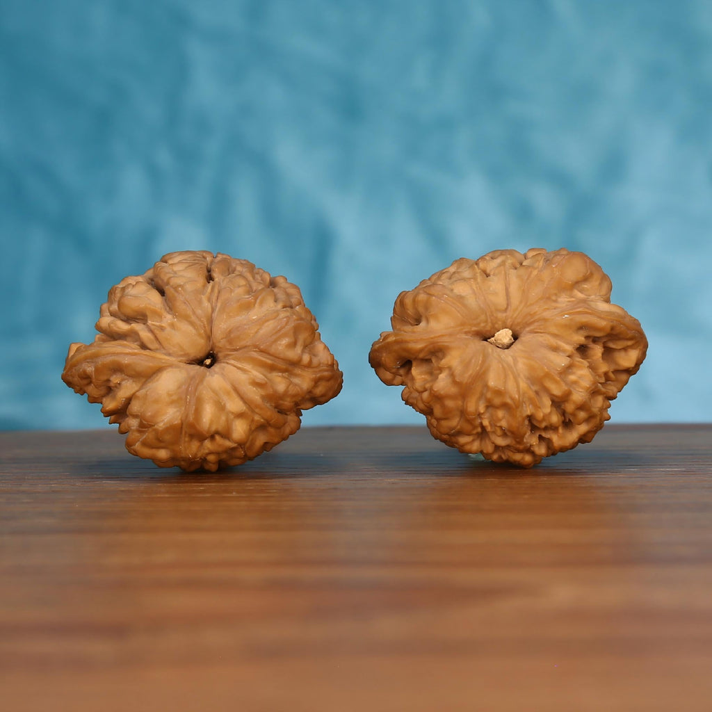 Pair of wenwan walnuts showing flower-shaped top with smooth radiating petal ridges and small central eye, top view on wooden surface with blue background
