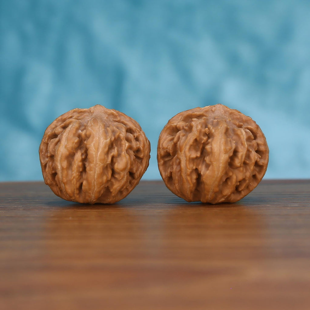 Pair of wenwan walnuts with deeply wrinkled brain-like surface and rounded form, front view on wooden surface with blue background
