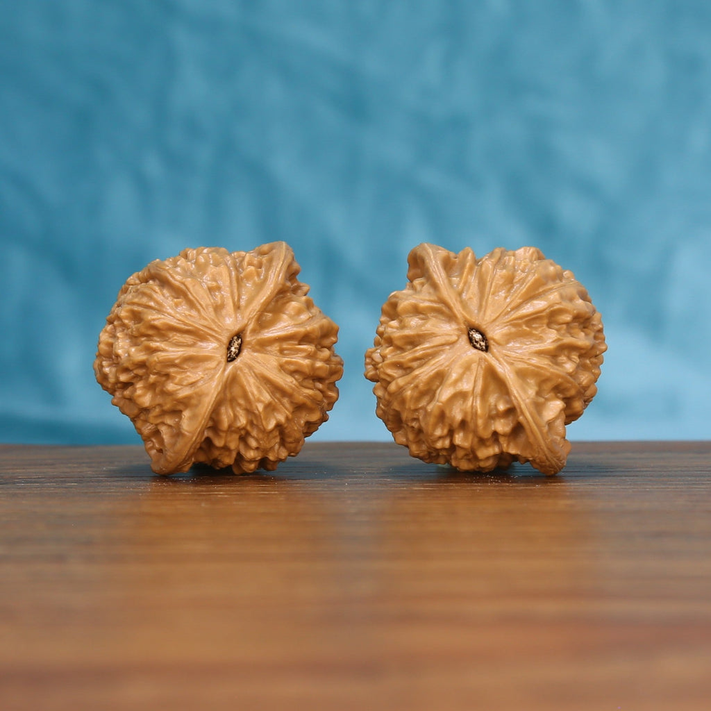 Top view of the Little Golden Ox wenwan walnut pair 6204, showing the star-shaped ridged crown of each walnut
