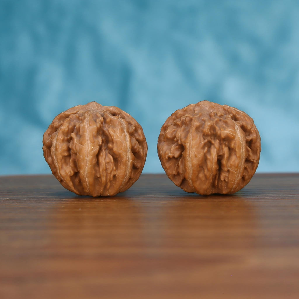 Pair of wenwan walnuts with dense layered wrinkled texture and squat rounded form, front view on wooden surface with blue background
