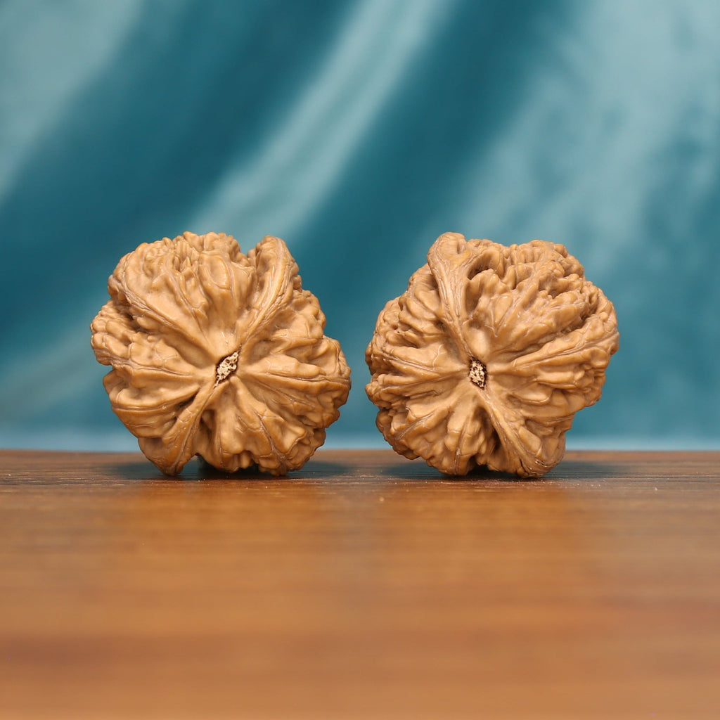 Bottom view of The Carved Twins Wenwan walnuts showing their star-like bases and textured edges.
