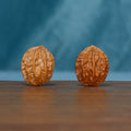 Pair of L43 Autumn Ridge wenwan walnuts standing upright with pronounced lengthwise ridges
