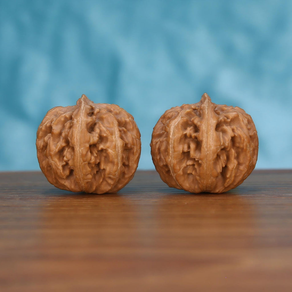 Pair of wenwan walnuts with sharp pointed tip and bold vertical seam, irregular deeply wrinkled lobes, front view on wooden surface with blue background
