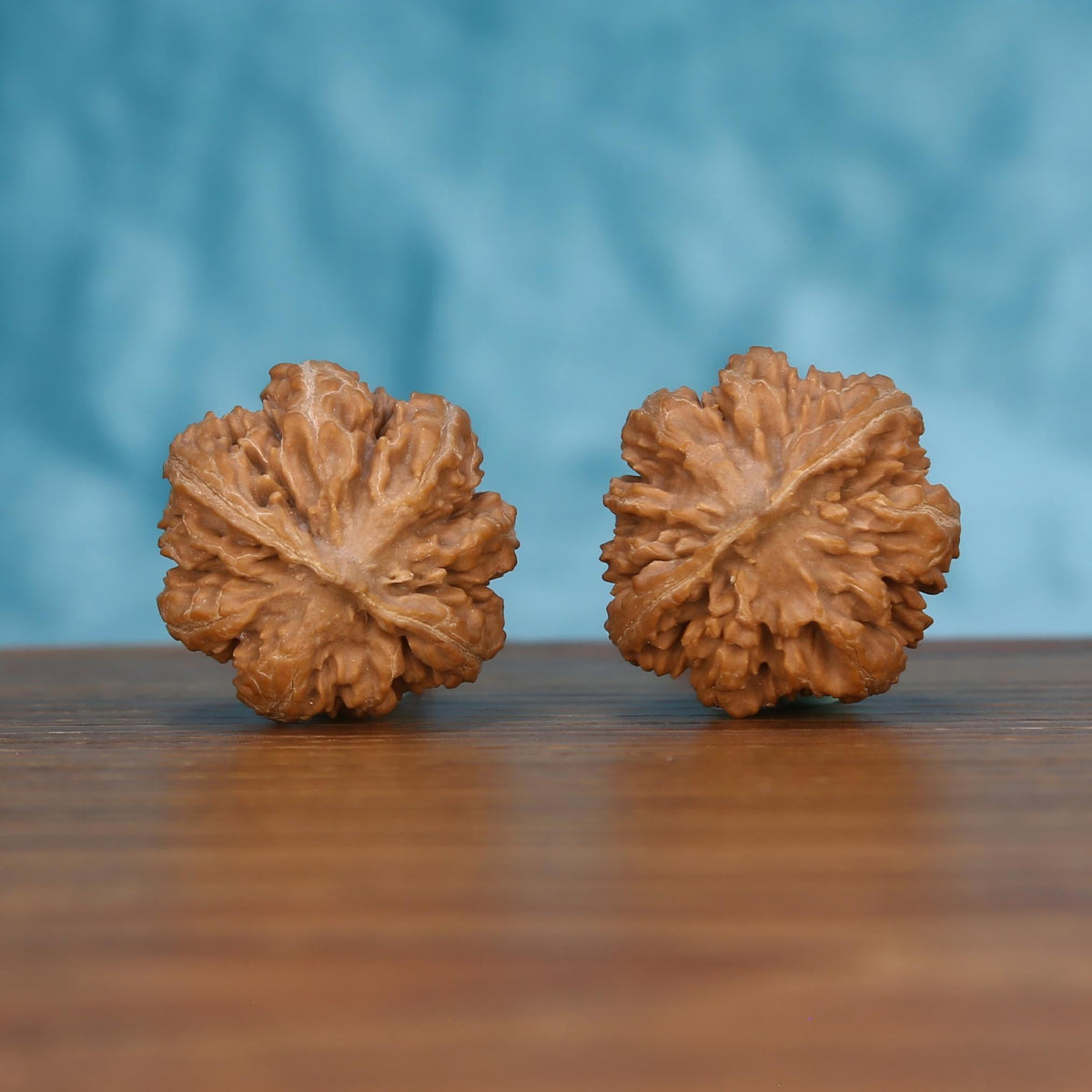 Pair of wenwan walnuts showing large flower-shaped top with broad ruffled petal lobes and open center, top view on wooden surface with blue background
