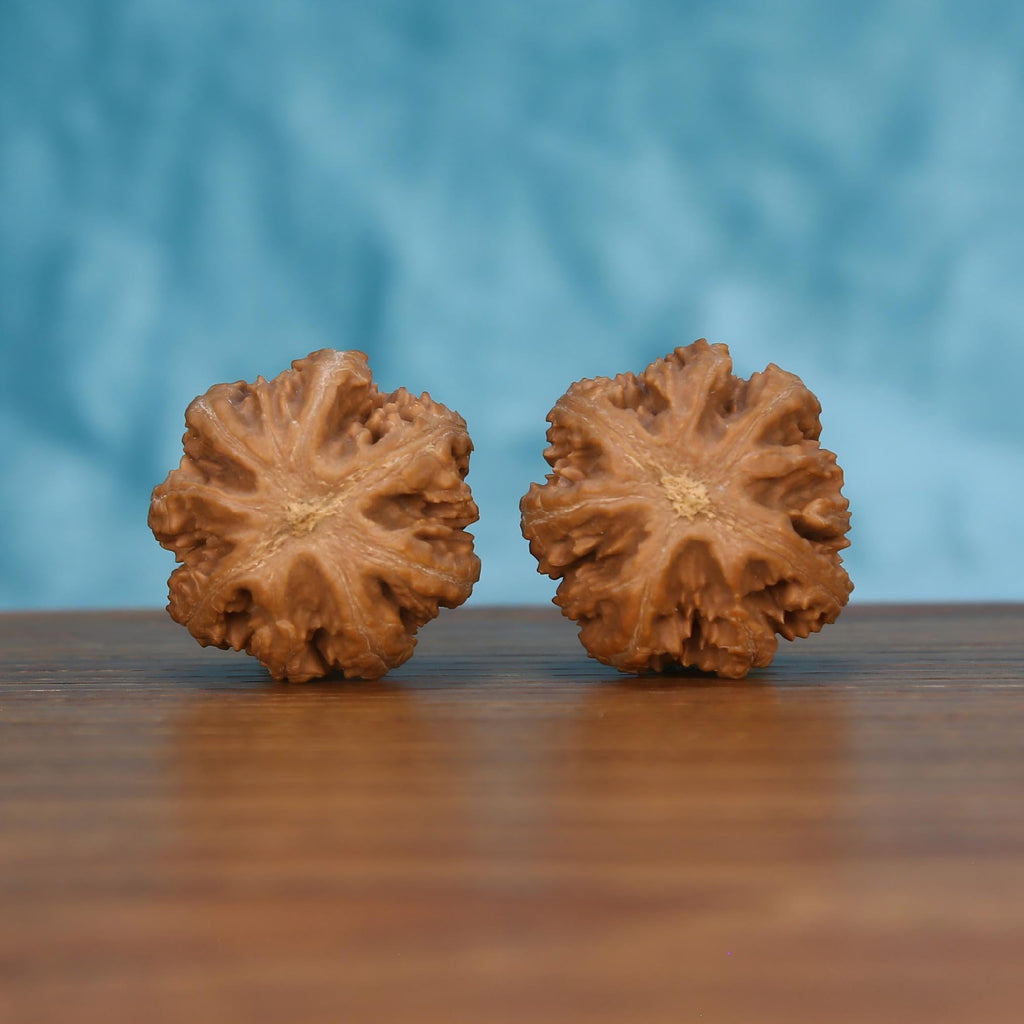 Pair of wenwan walnuts showing flower-shaped top with dense jagged petal ridges and exposed fibrous center eye, top view on wooden surface with blue background
