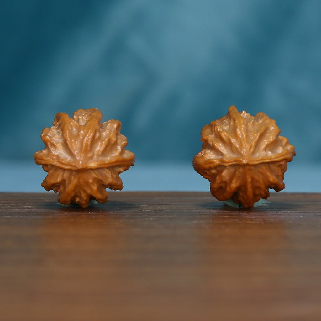 Base view of two L43 Autumn Ridge wenwan walnuts showing radiating ridges
