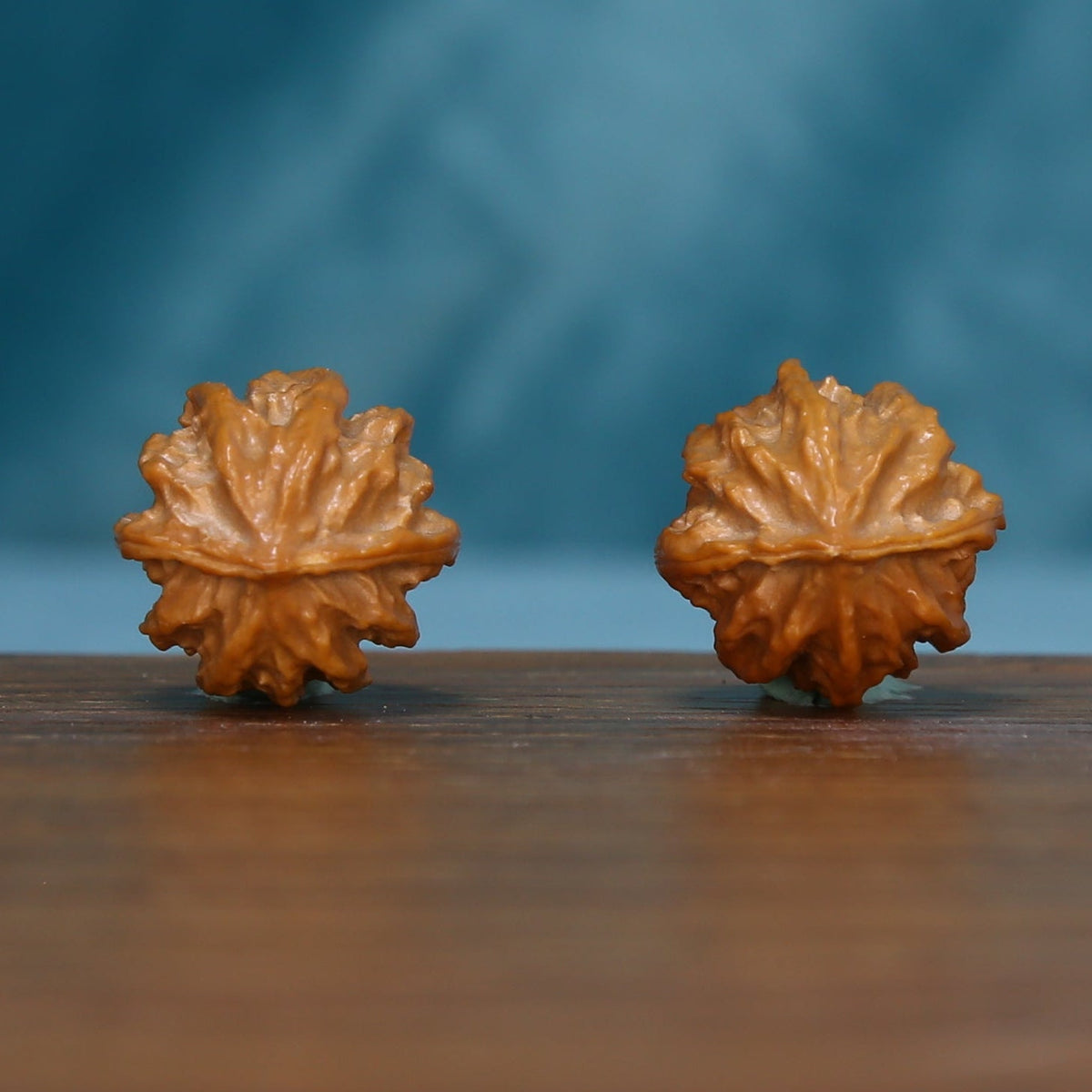Base view of two L43 Autumn Ridge wenwan walnuts showing radiating ridges
