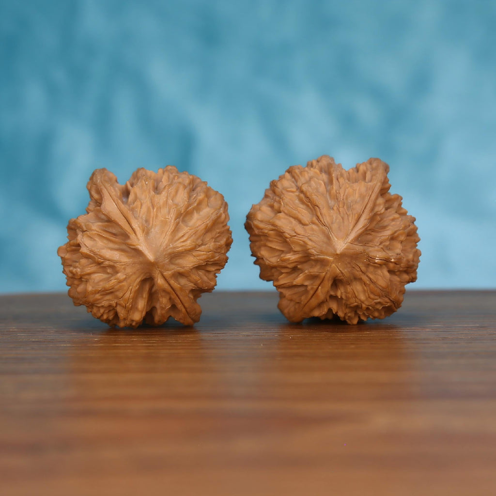 Pair of wenwan walnuts showing flower-shaped bottom with radiating petal texture, bottom view on wooden surface with blue background
