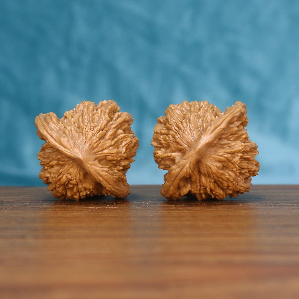 Back view of two Wheat Tiger Wenwan walnuts showing their distinct natural patterns
