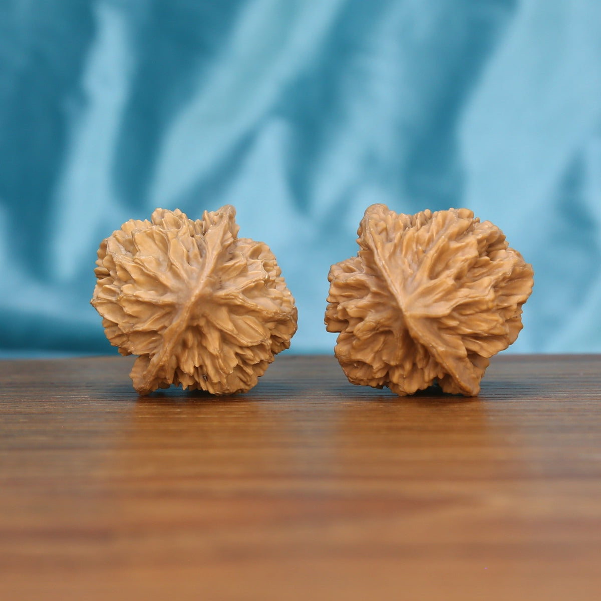 Single Di-Wang wenwan walnut bottom view on wooden surface, natural spire base texture detail