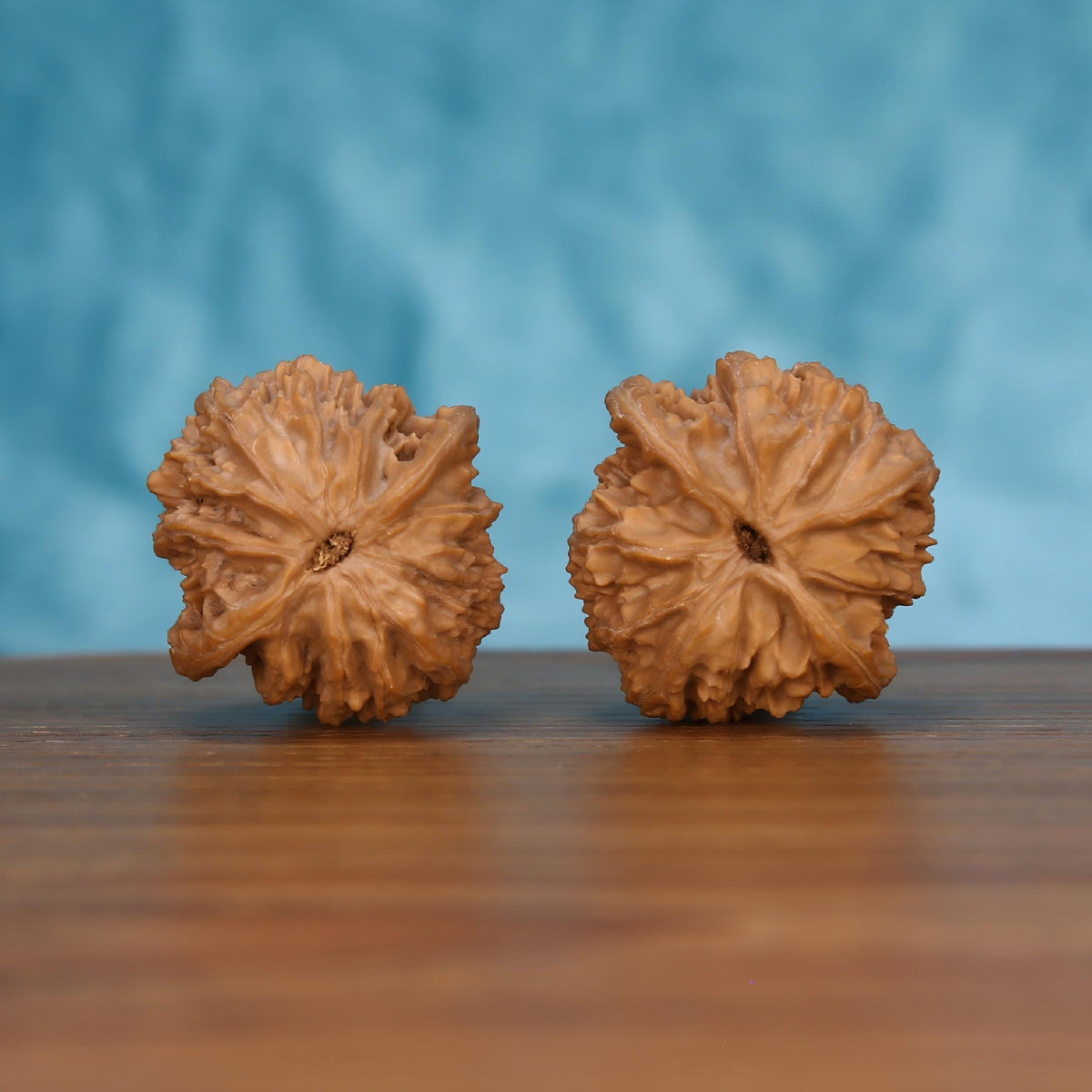 Pair of wenwan walnuts showing star-shaped bottom with intricate layered texture, bottom view on wooden surface with blue background
