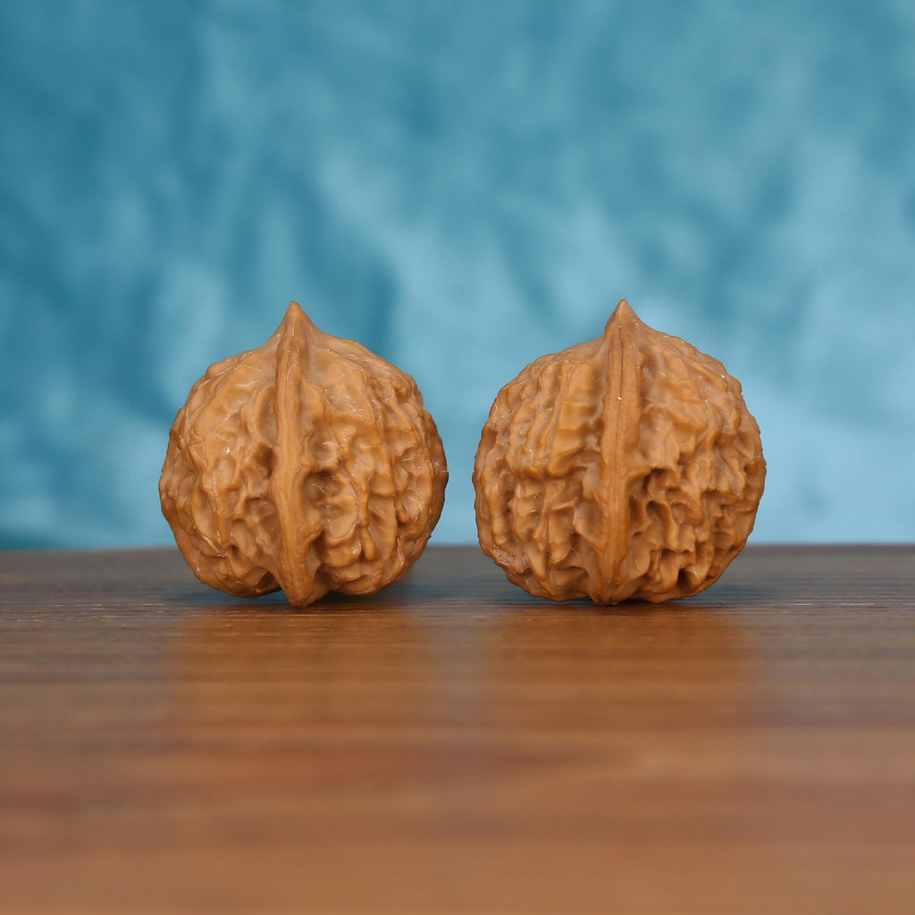 Pair of wenwan walnuts with sharp pointed tip and bold vertical seam, deeply folded wrinkled lobes and tall rounded form, side view on wooden surface with blue background
