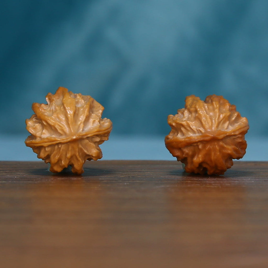 L39 Ember Crest wenwan walnuts showing their radiating base ridges
