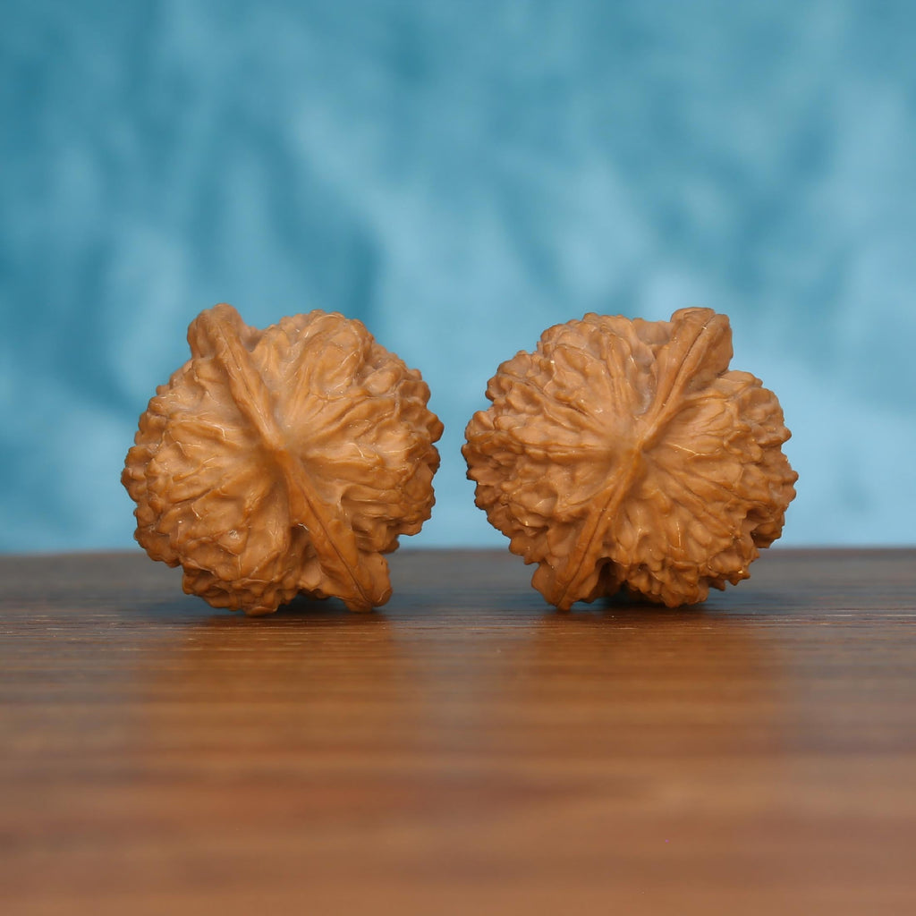 Pair of wenwan walnuts lying flat showing large flower-shaped top with broad ruffled petal lobes spreading wide in all directions and prominent central seam ridge, front-facing top view on wooden surface with blue background
