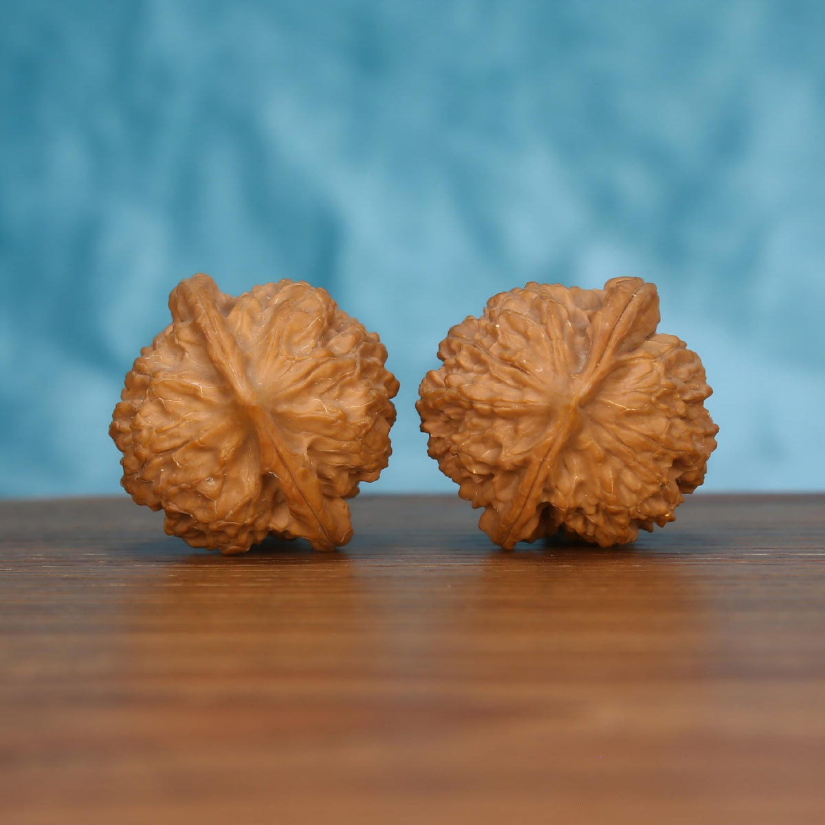 Pair of wenwan walnuts lying flat showing large flower-shaped top with broad ruffled petal lobes spreading wide in all directions and prominent central seam ridge, front-facing top view on wooden surface with blue background
