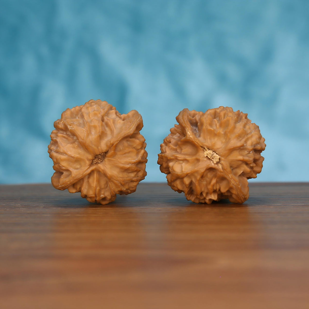 Pair of wenwan walnuts showing large open flower-shaped top with broad deeply ruffled radiating petal lobes and exposed fibrous center eye, top view on wooden surface with blue background
