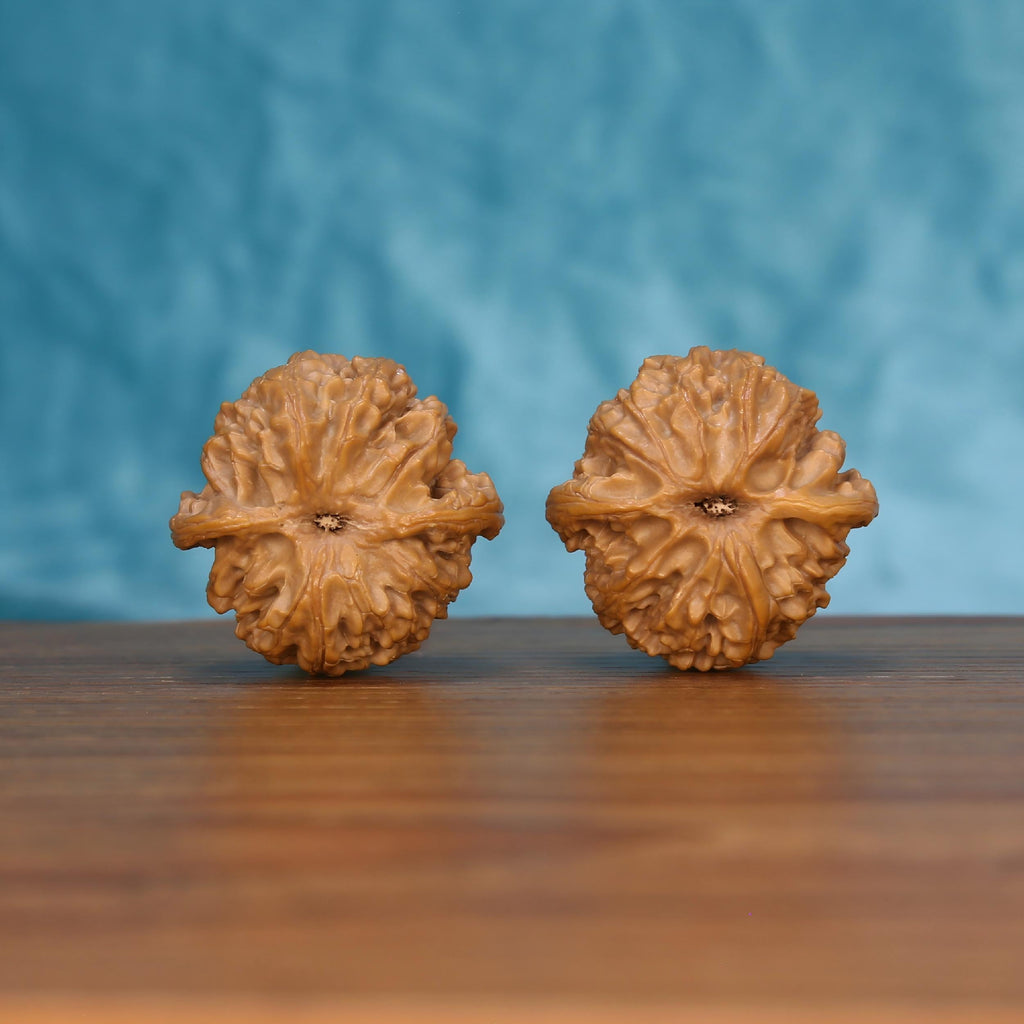 CWY10 Wu-Ming walnut pair by mistbodhi, bottom view displaying stem node and radiating natural grain
