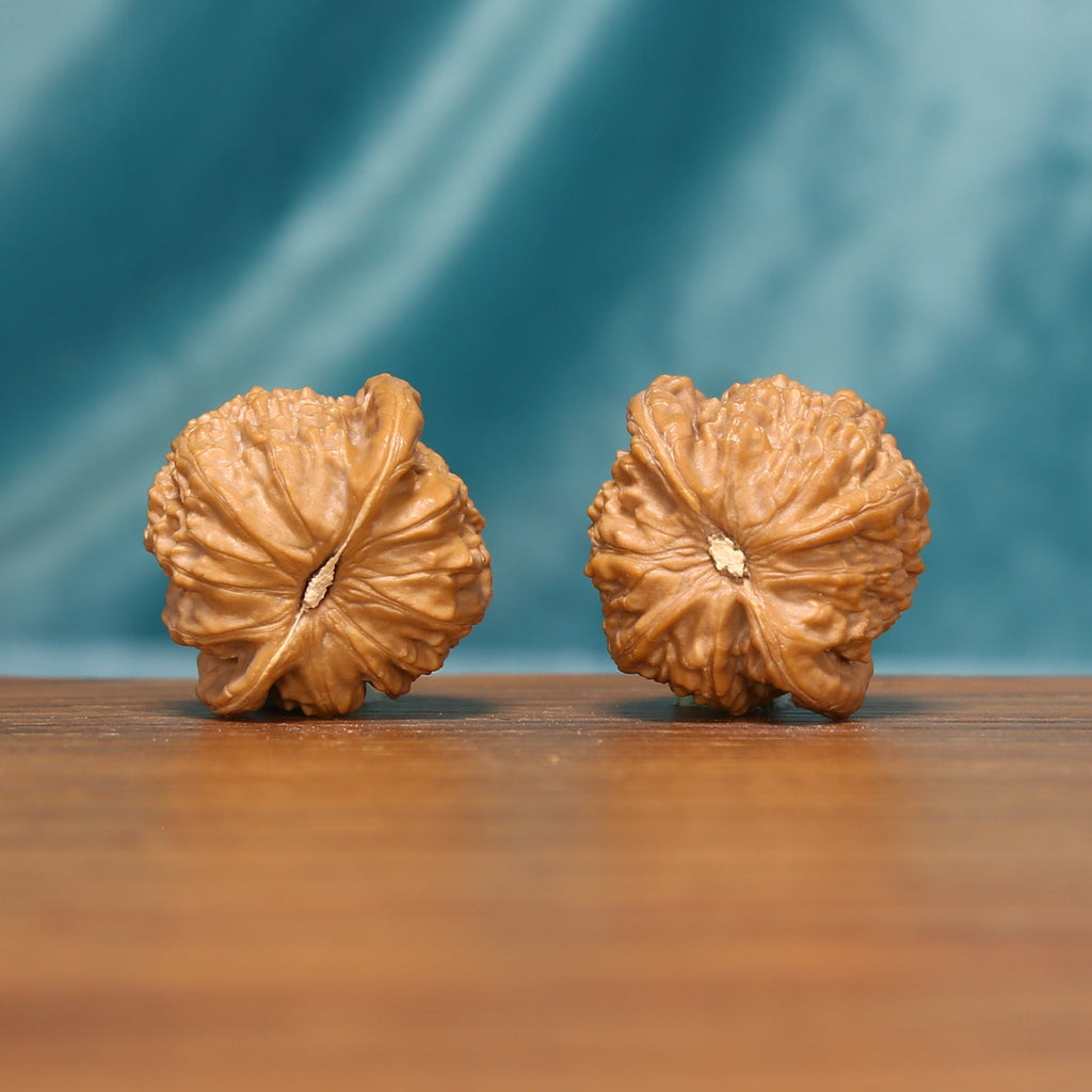 Bottom view of Tiger Head Wenwan walnuts displaying their distinctive ridged texture and natural shape.
