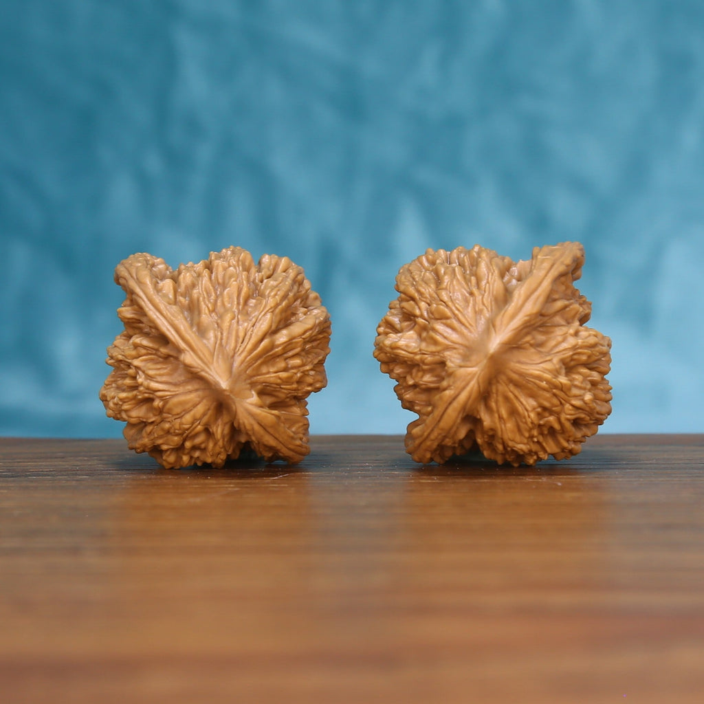 Back view of two Wheat Tiger Wenwan walnuts showing distinct natural shell patterns
