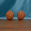 Pair of small 244 wenwan walnuts standing upright with raised grooves
