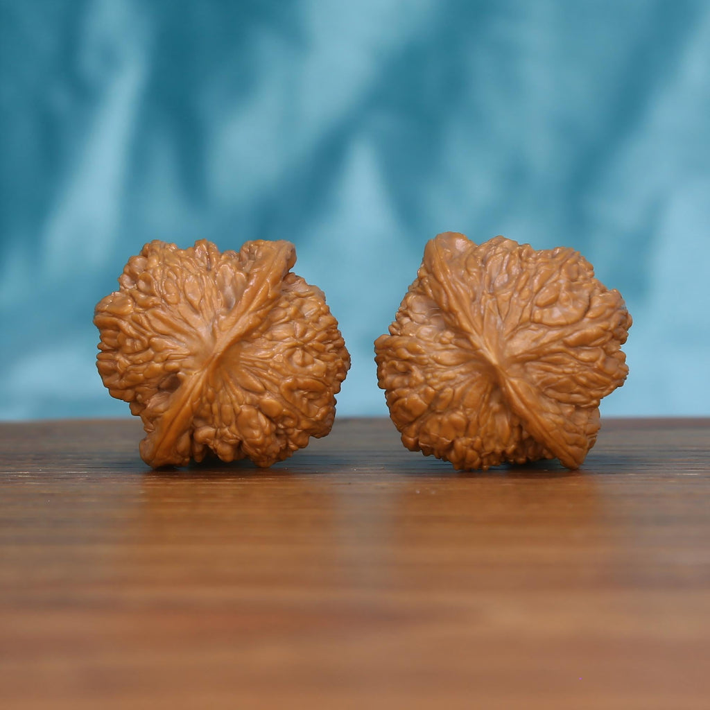 Single Wu-Ming wild wenwan walnut bottom view on wooden surface – natural base and wild-harvested texture detail