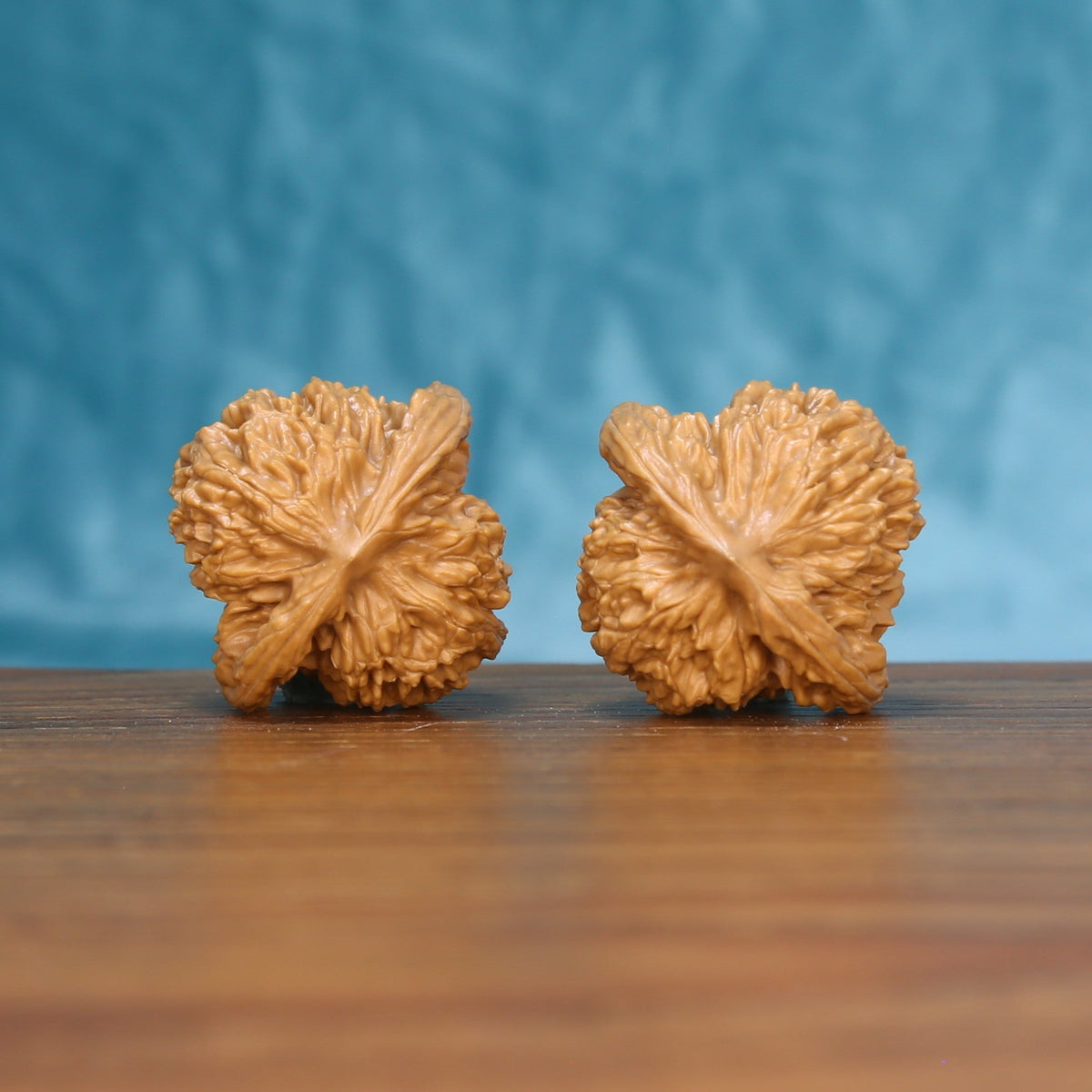 Back view of two Coiling Dragon Wenwan walnuts showing distinct natural shell patterns
