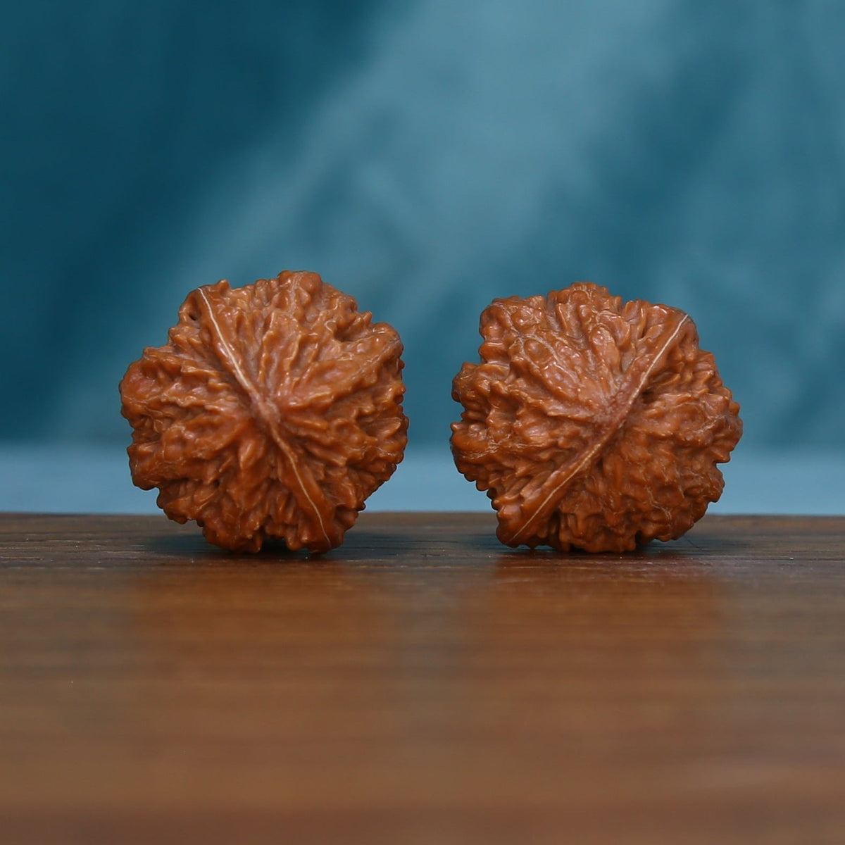 End view of two 244 wenwan walnuts showing radiating ridges
