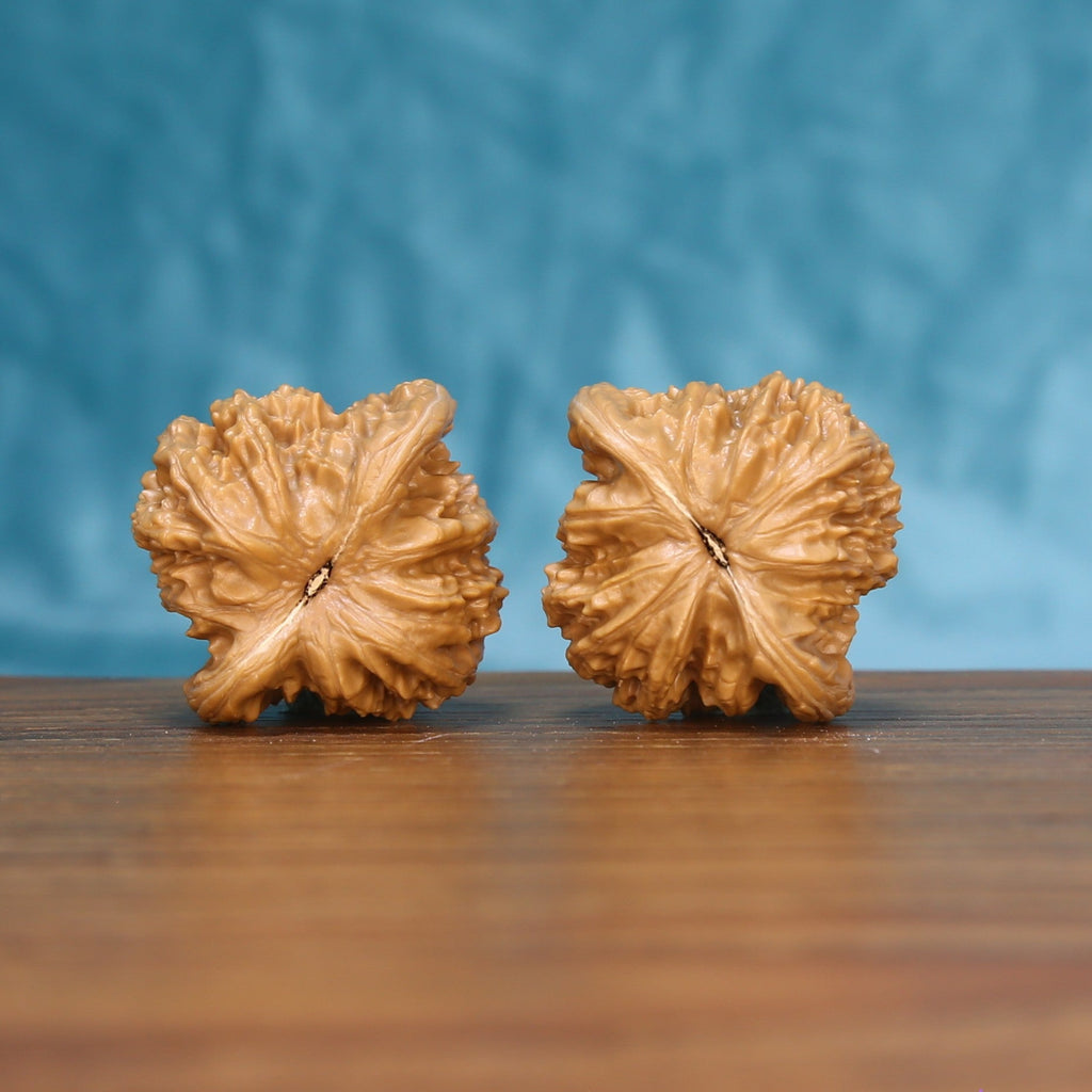 Bottom view of a matched Coiling Dragon Wenwan walnut pair showing natural base details
