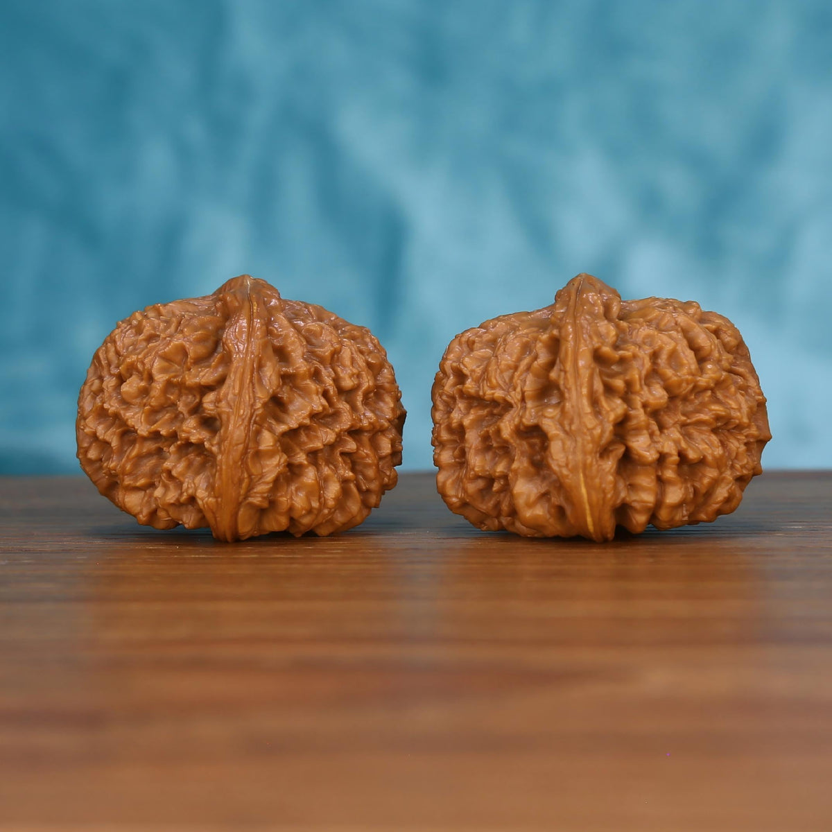 Pair of wenwan walnuts with prominent vertical seam and deeply folded wrinkled lobes, side view on wooden surface with blue background
