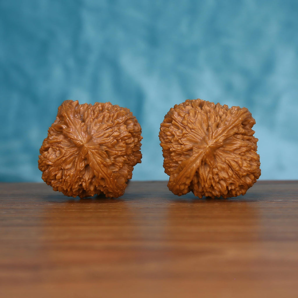 Pair of wenwan walnuts showing flower-shaped top with dense radiating petal ridges and ruffled edge, top view on wooden surface with blue background
