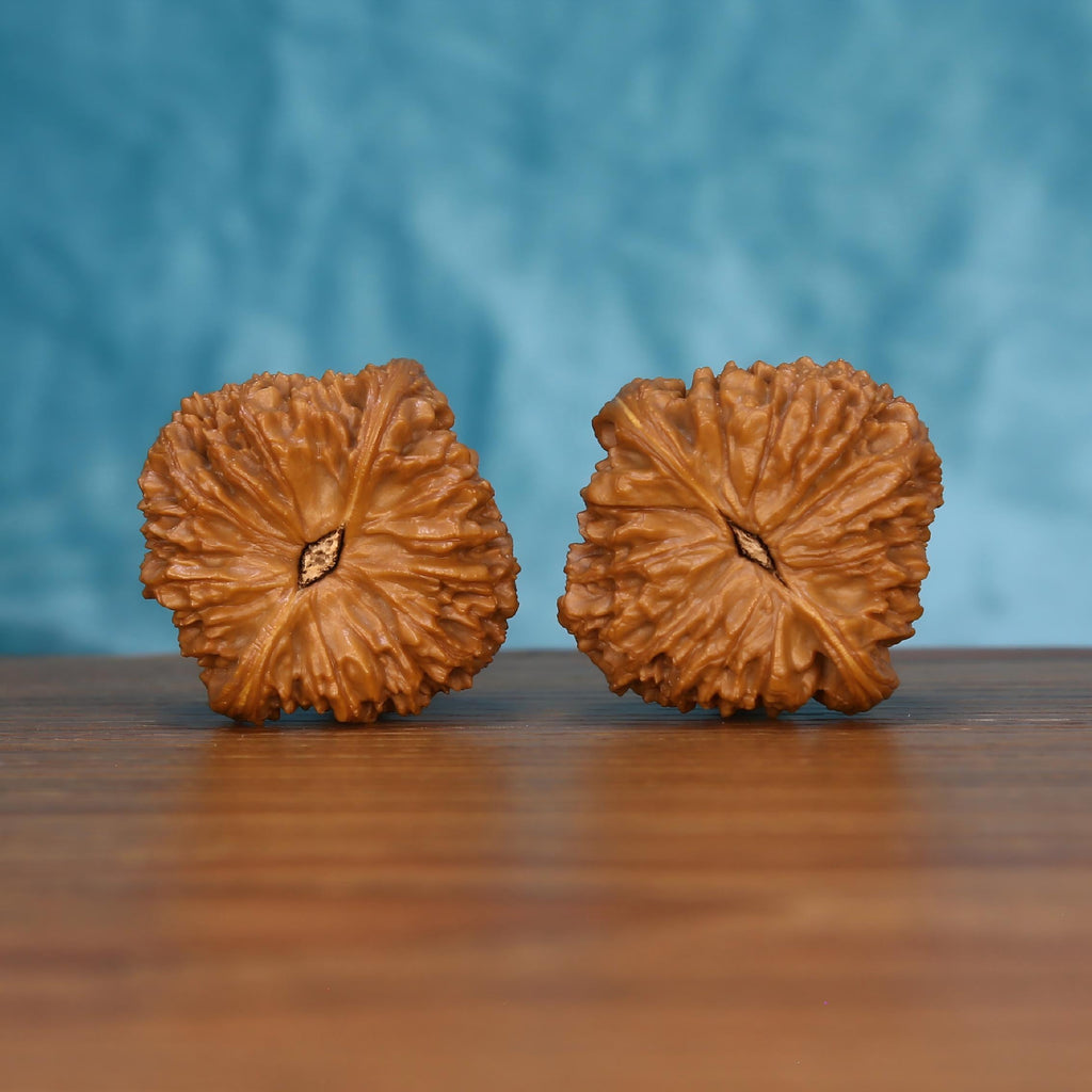 Pair of wenwan walnuts showing large flat flower-shaped top with smooth radiating petal ridges and diamond-shaped center eye, top view on wooden surface with blue background
