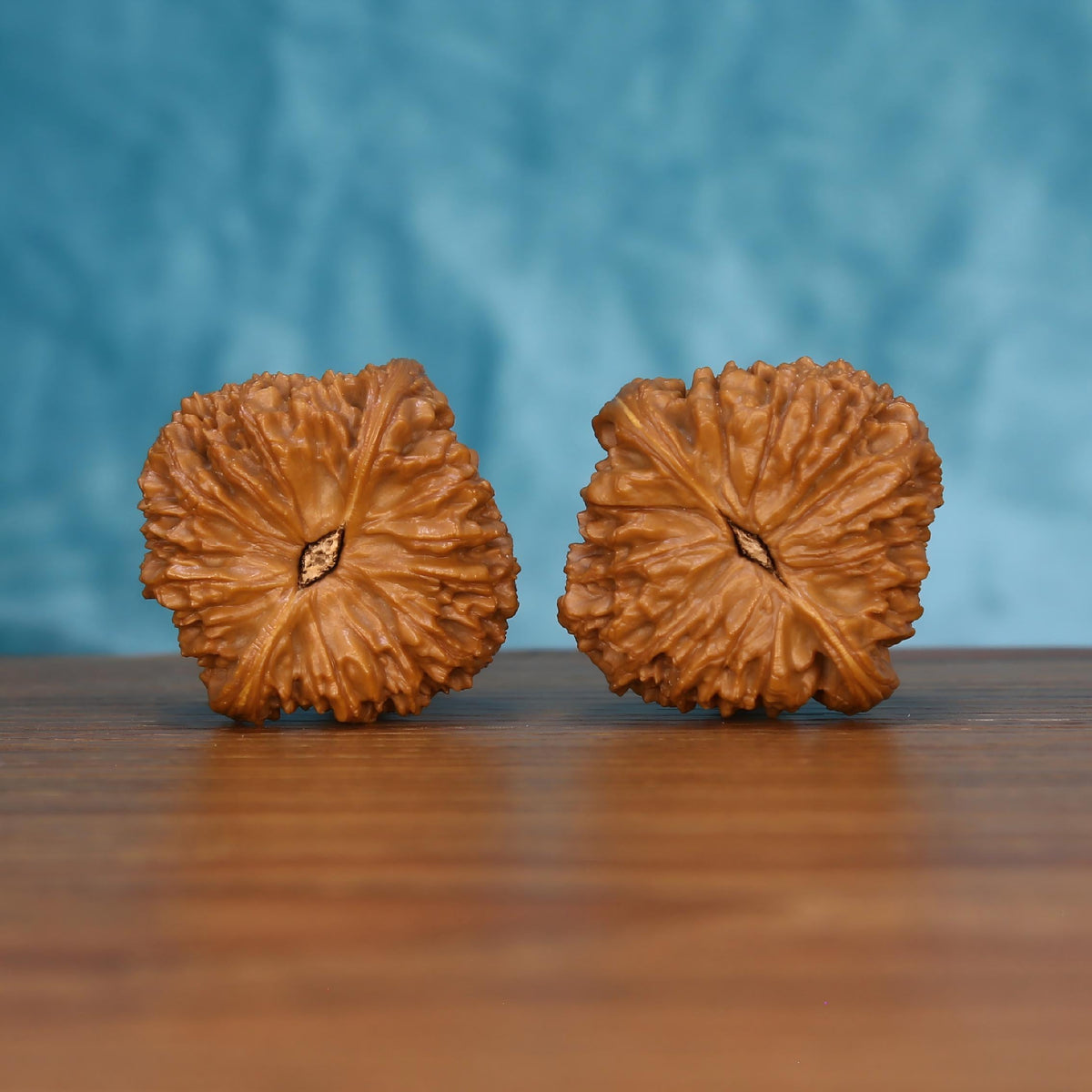 Pair of wenwan walnuts showing large flat flower-shaped top with smooth radiating petal ridges and diamond-shaped center eye, top view on wooden surface with blue background
