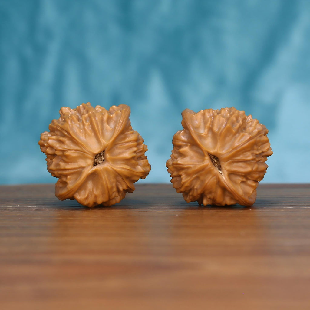 Wu-Ming walnut pair bottom view on wood – natural nameless base pattern, Quiet Nomad premium set