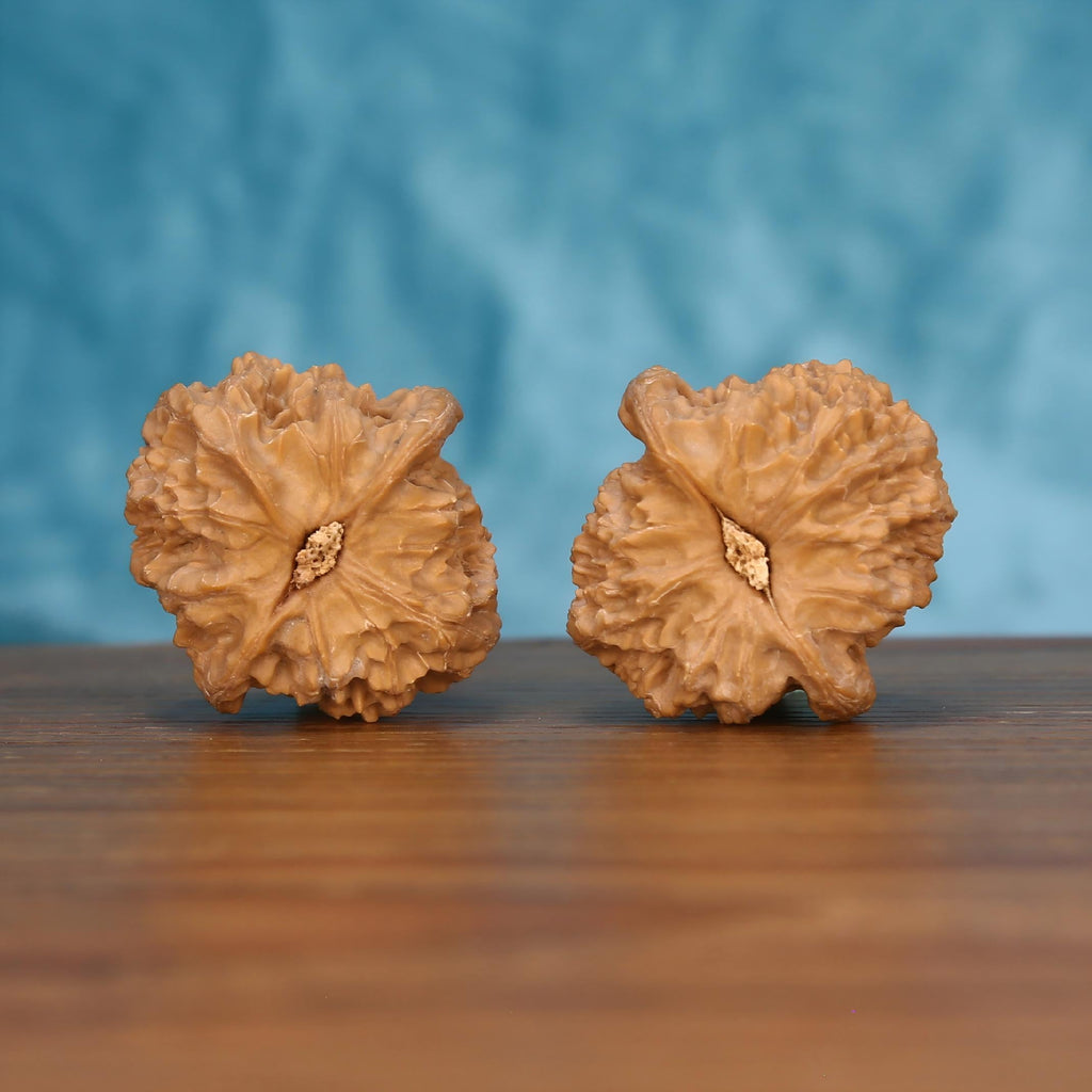  Long-Ji walnut pair bottom view on wood – natural dragon spine base pattern, Mythic Spine premium set