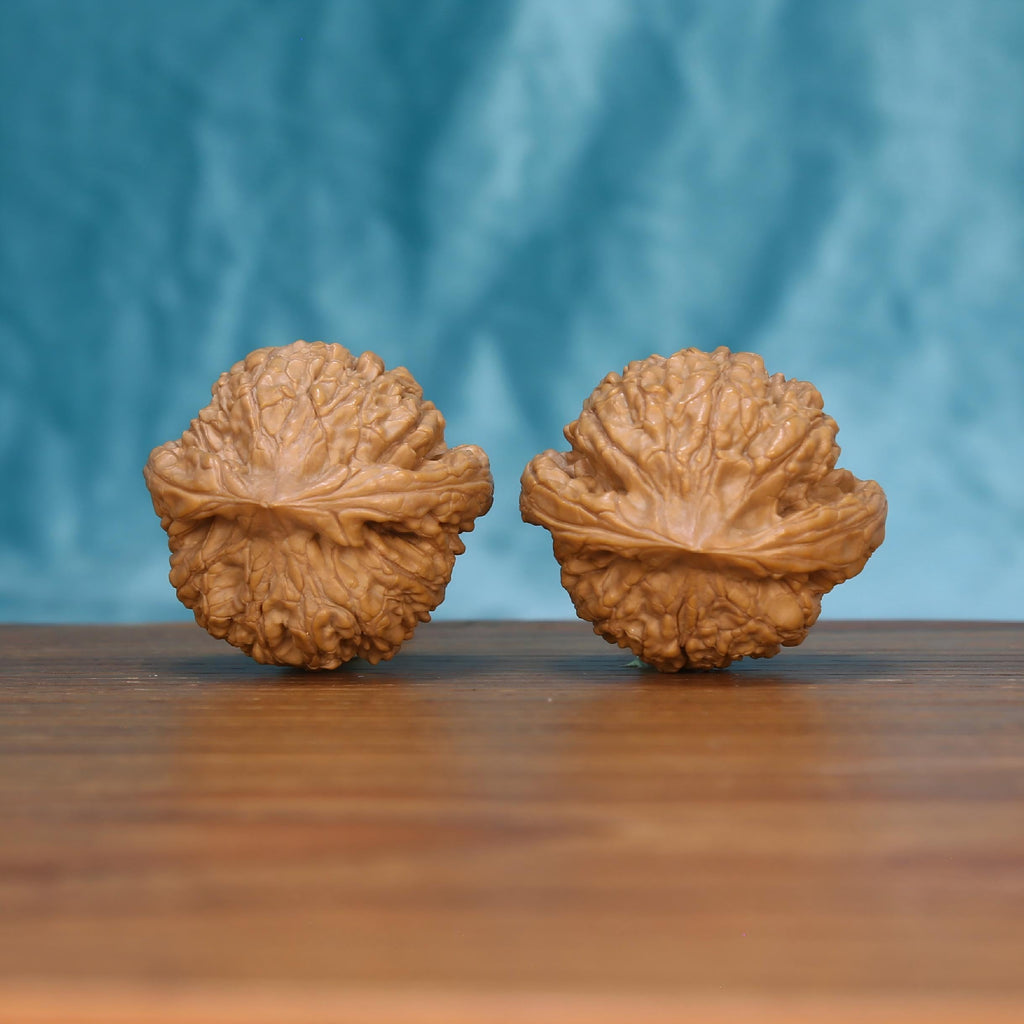 Single Wu-Ming wild wenwan walnut bottom view on wooden surface – natural base and wild-harvested texture detail