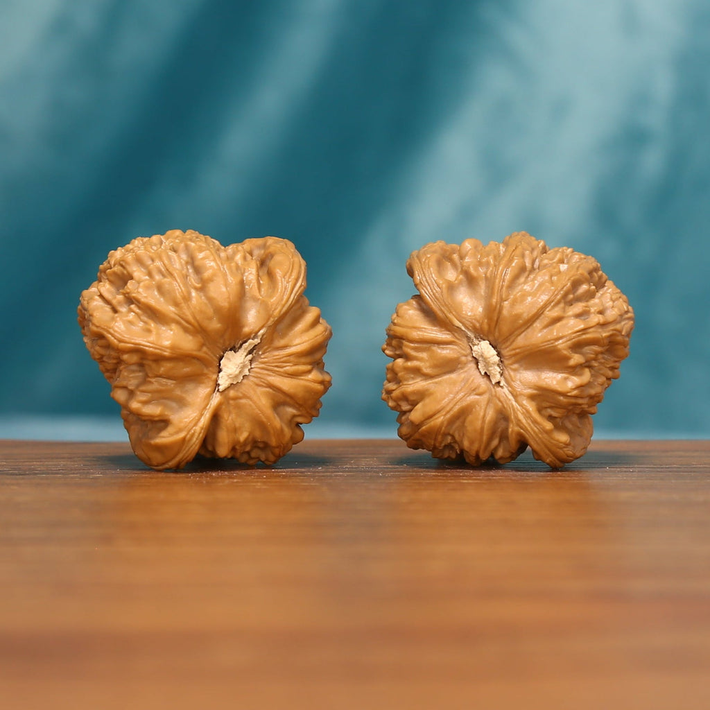 Bottom view of The Golden Basin Wenwan walnuts displaying their compact bases and distinctive natural ridges.
