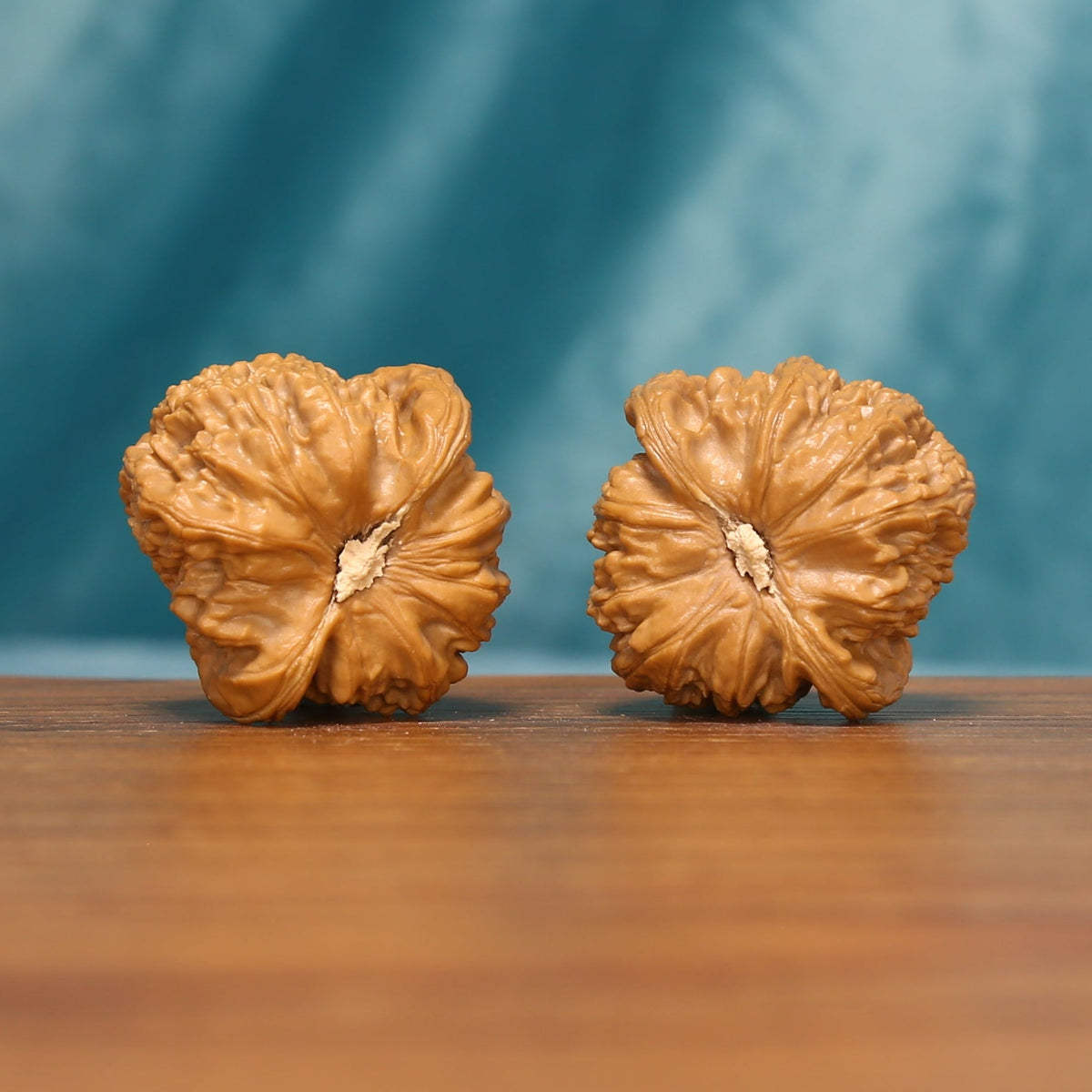 Bottom view of The Golden Basin Wenwan walnuts displaying their compact bases and distinctive natural ridges.
