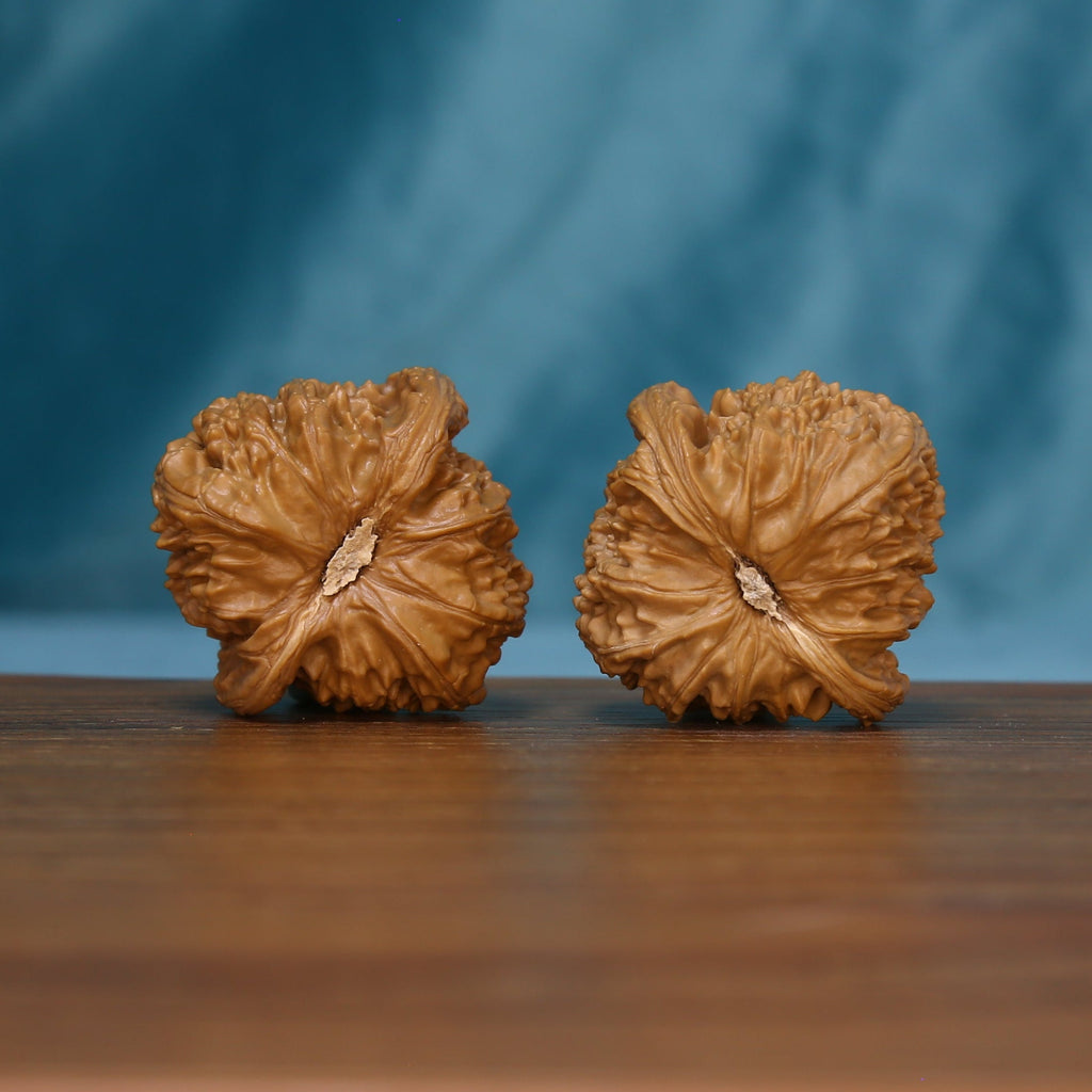 Alternate base view of two S46 White Lion wenwan walnuts
