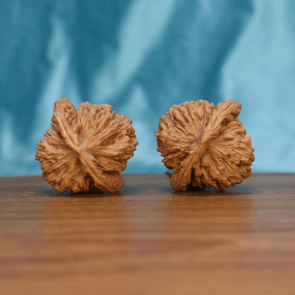 Chrysanthemum Base walnut pair on wooden surface – 21g raw botanical artifacts for screen fatigue relief
