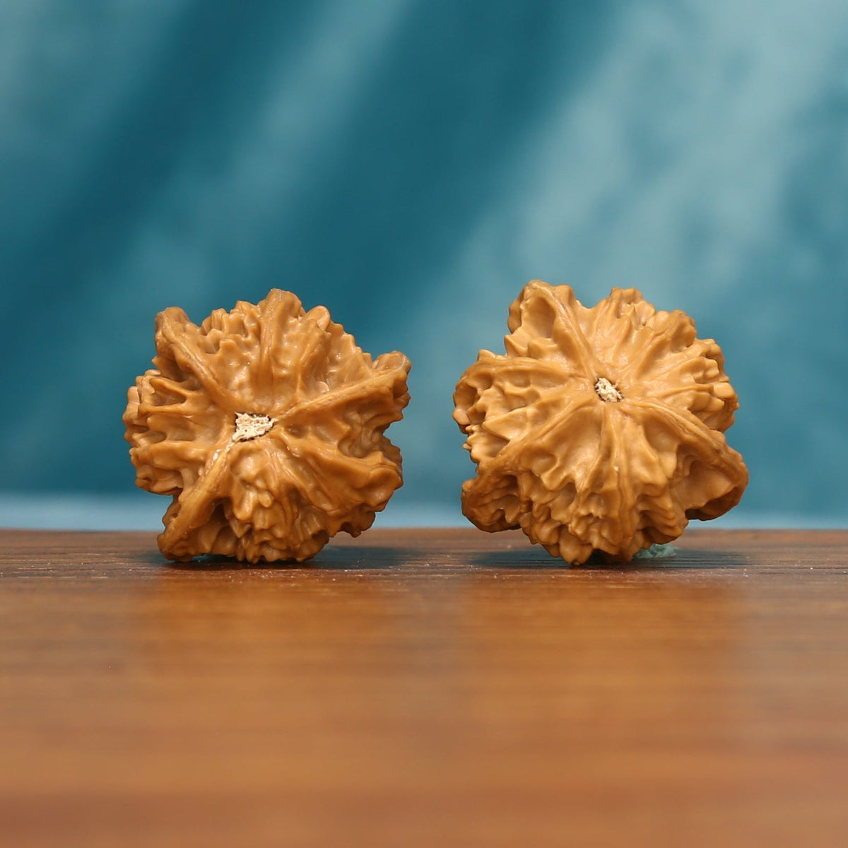 L23 Wenwan walnuts shown from an angled underside view, highlighting the natural base patterns and textured surfaces.

