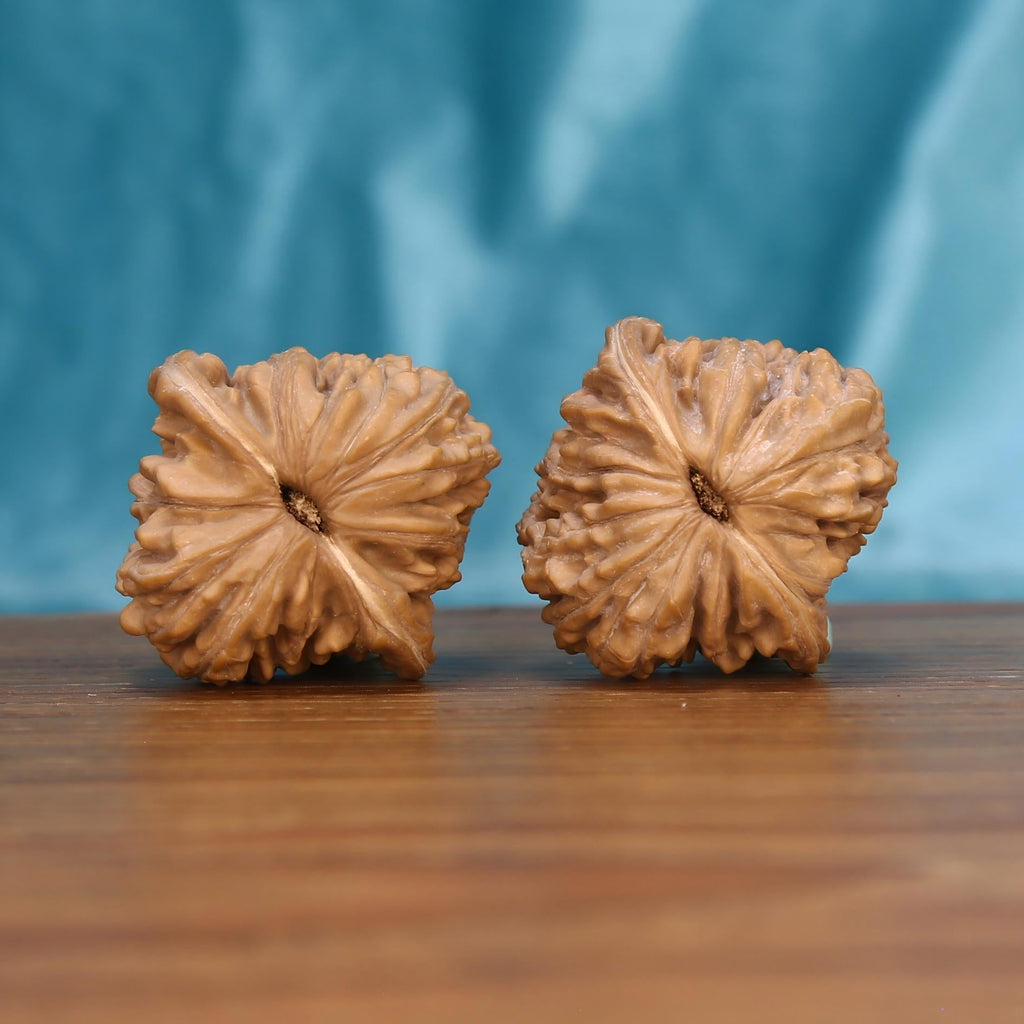 Si-Zuo-Lou walnut botanical artifacts by mistbodhi – wild-harvested starry crest cultivar for mindfulness
