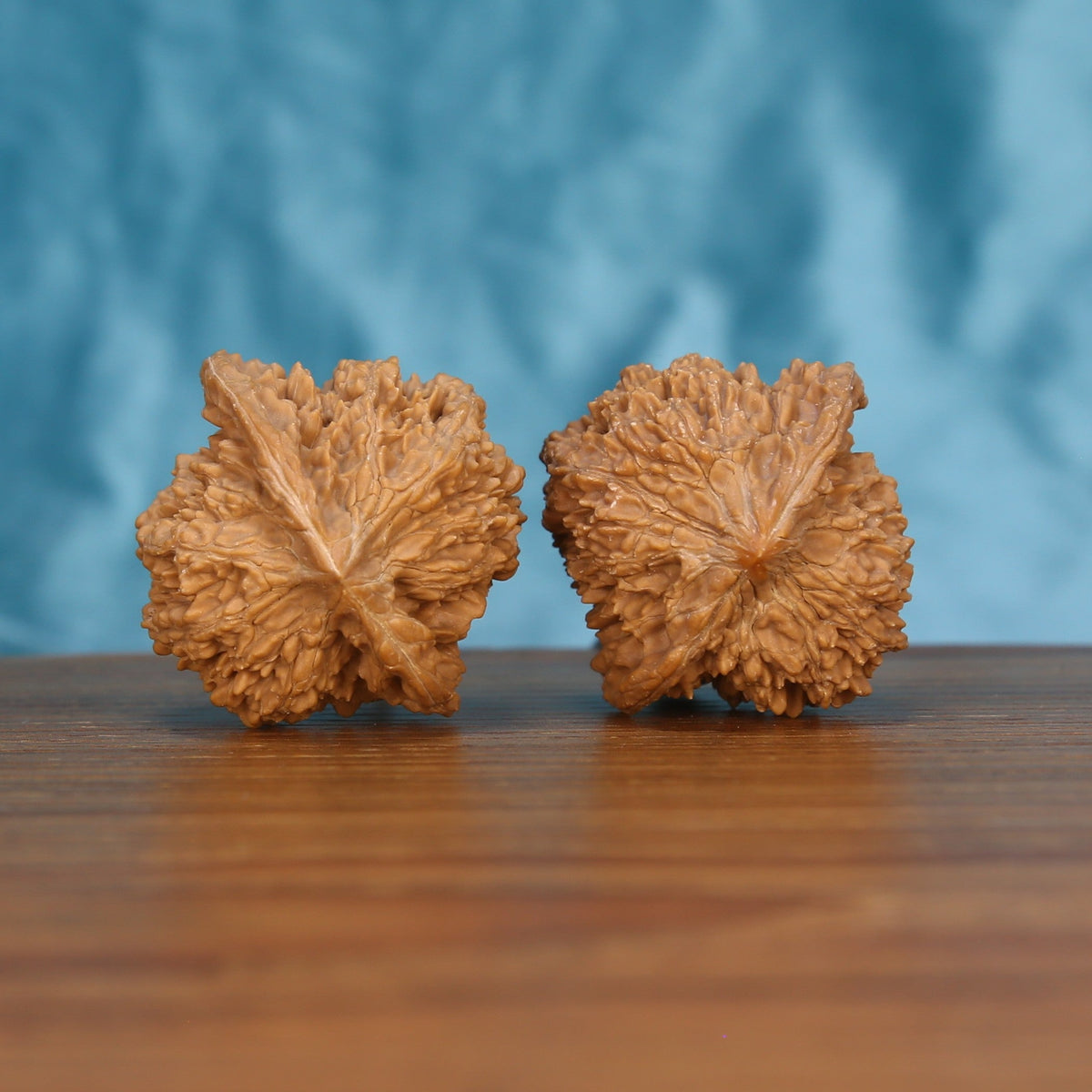 Single Man-Tian-Xing wenwan walnut bottom view on wooden surface – natural base and star-pattern texture detail