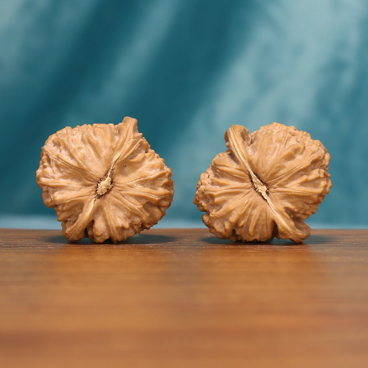 Bottom view of The Ivory Lion Wenwan walnuts showing their textured bases and distinctive radial ridges.
